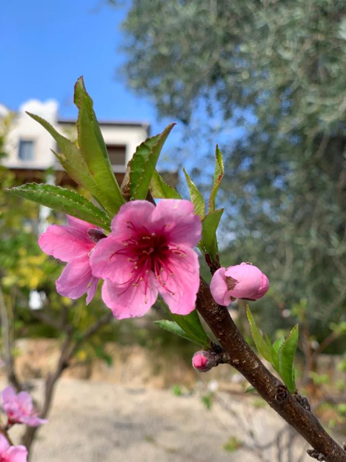 Beach villa Gladiolus Neo Chorio Esterno foto